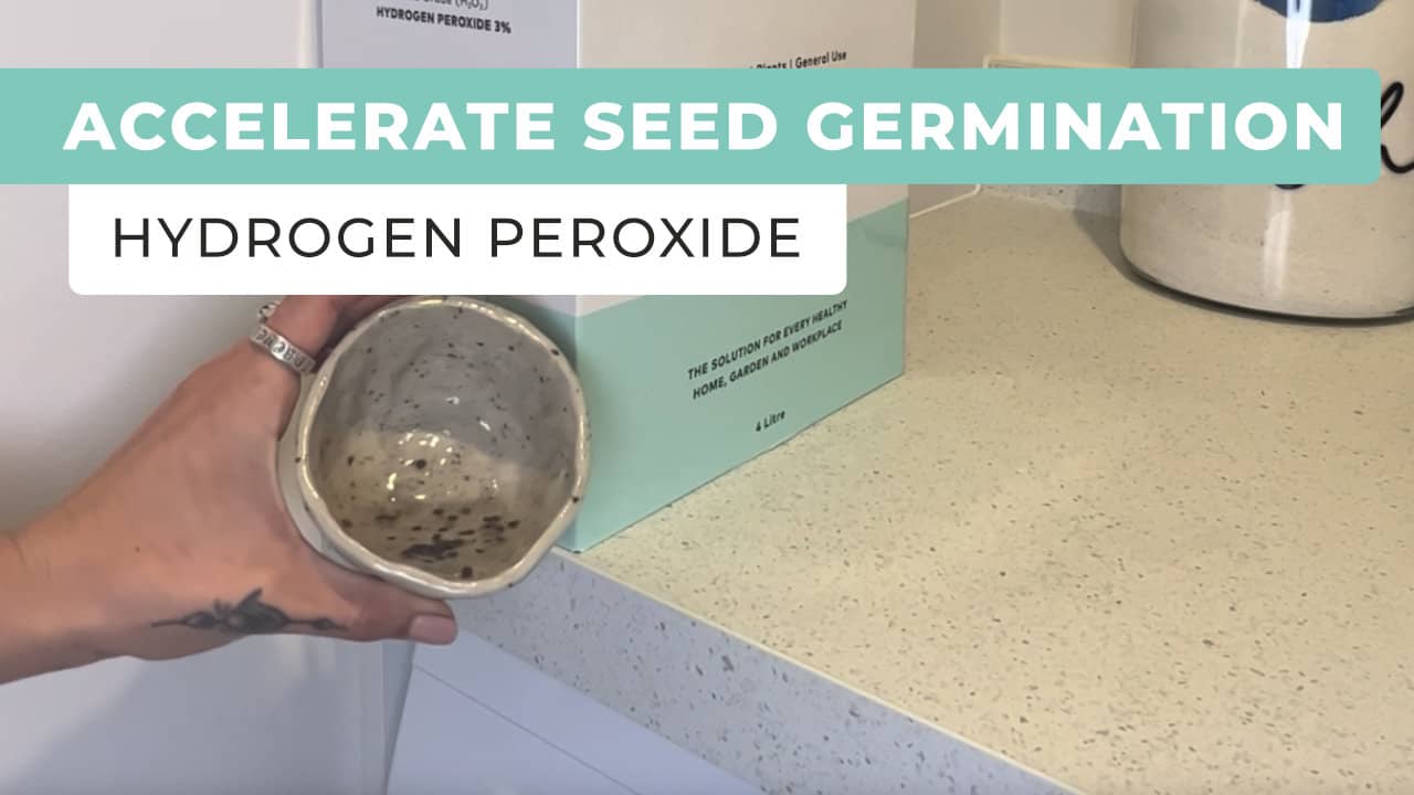 Accelerate Seed Germination Using Hydrogen Peroxide