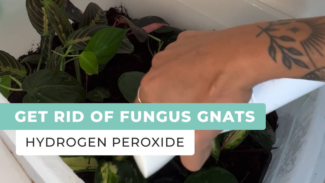 Get Rid of Fungus Gnats Using Hydrogen Peroxide