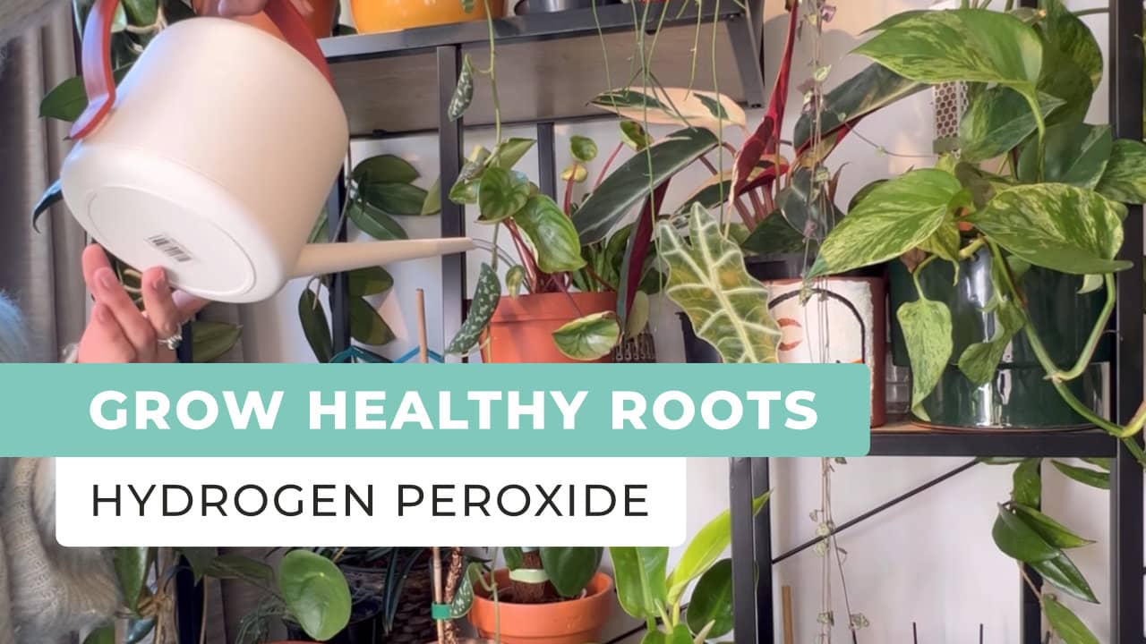 Grow Healthy Roots, Prevent Root Rot Using Hydrogen Peroxide - Oxygen Plus