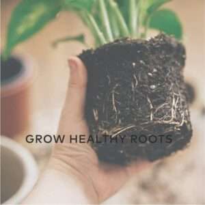 grow healthy roots oxygen plus for indoor plants