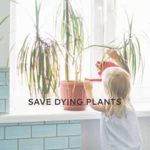 oxygen-plus-hydroghen-peroxide-for-plants-saving-dying-plants