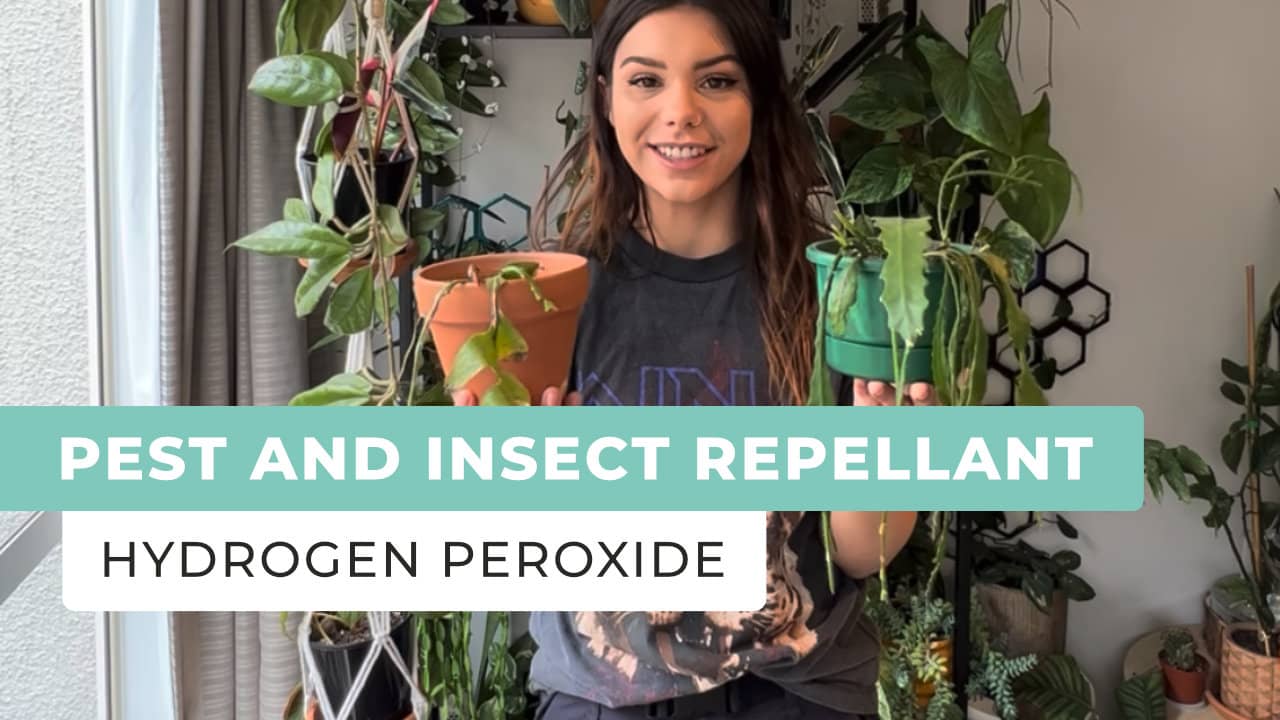 Pest and Insect Repellant for Plants Using Hydrogen Peroxide