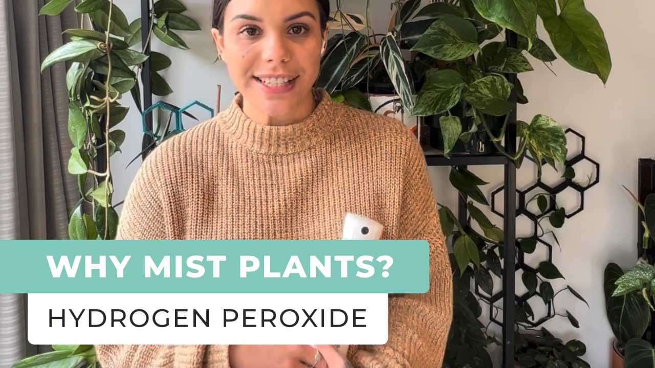 Why Mist Your Plants With Hydrogen peroxide?
