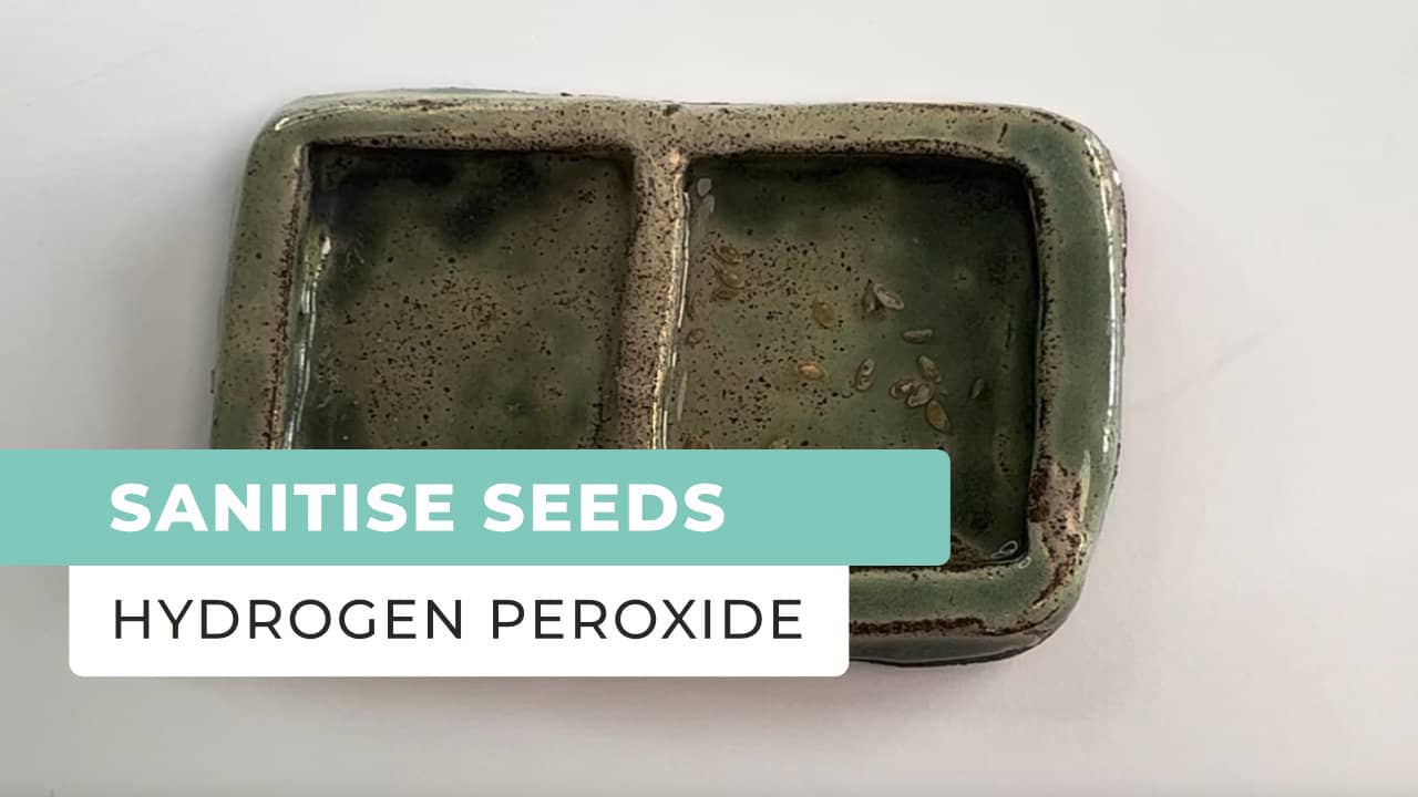 Sanitise Your Seeds Using Hydrogen Peroxide - Oxygen Plus