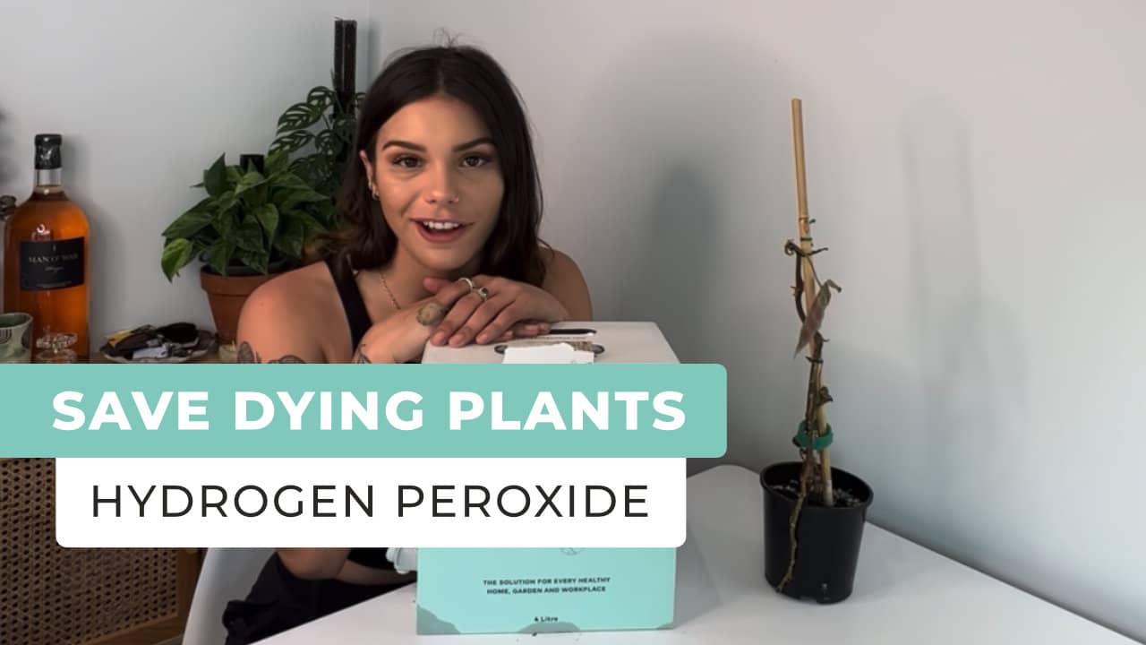 How To Save Dying Plants Using Hydrogen Peroxide 3